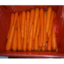 Chinese Fresh Carrot for Indonesia Market